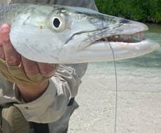 Barracuda FlyFishing Key West Florida