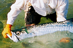 Tarpon Fly Fishing Key West Florida